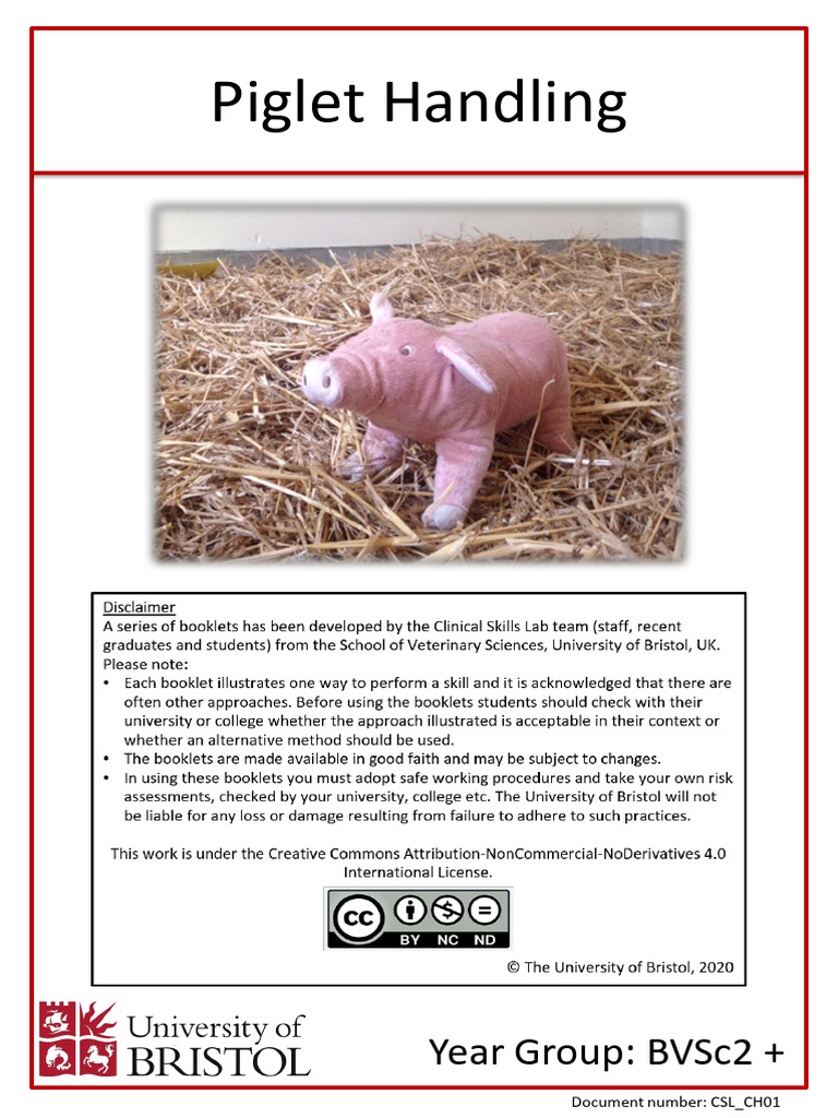 Piglet Injection and Handling Techniques | PDF | Pig | Injection (Medicine)