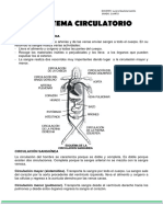 Sistema Circulatorio 4°