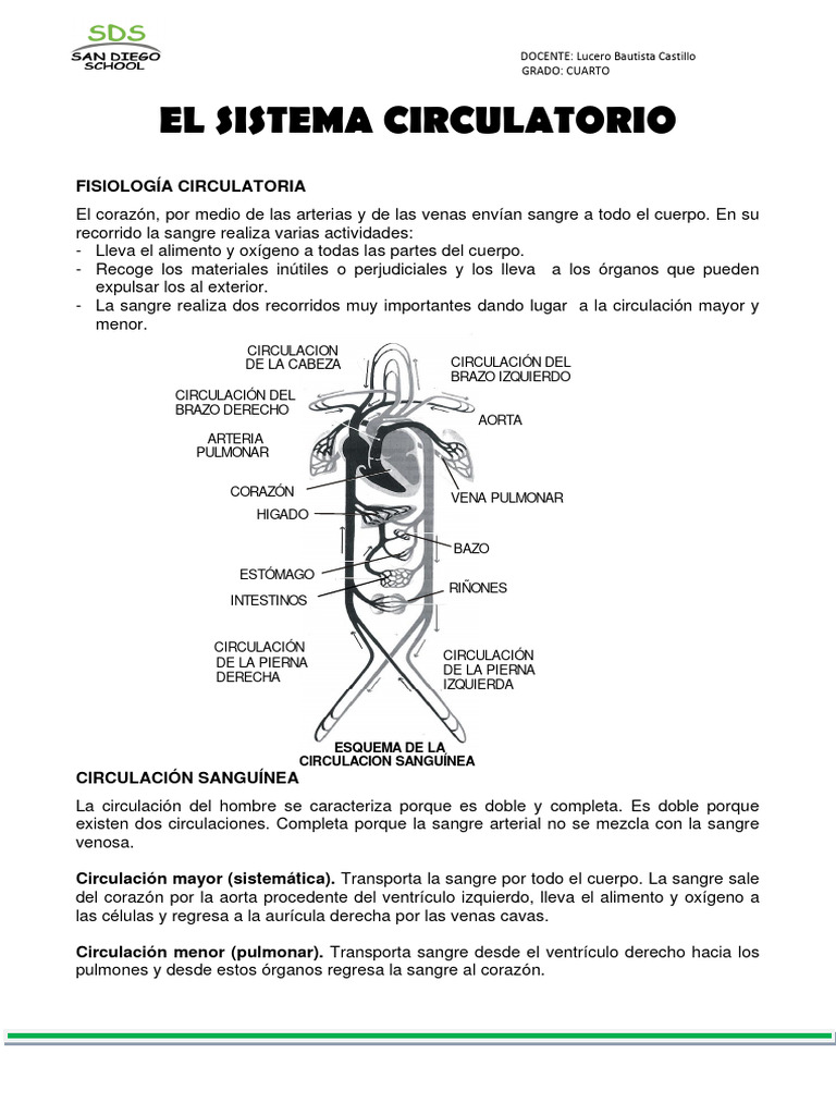 Sistema Circulatorio 4 Pdf Sistema Circulatorio Corazón