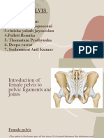 Female Pelvis