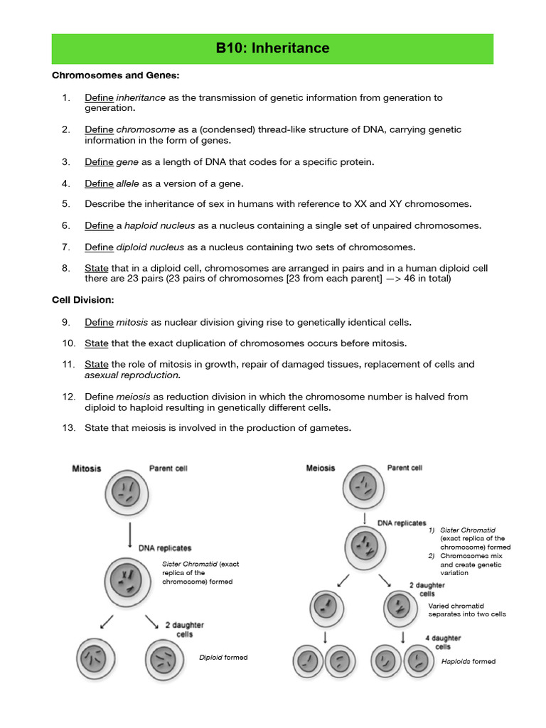 Understanding Chromosomes and Inheritance | PDF | Ploidy | Chromosome