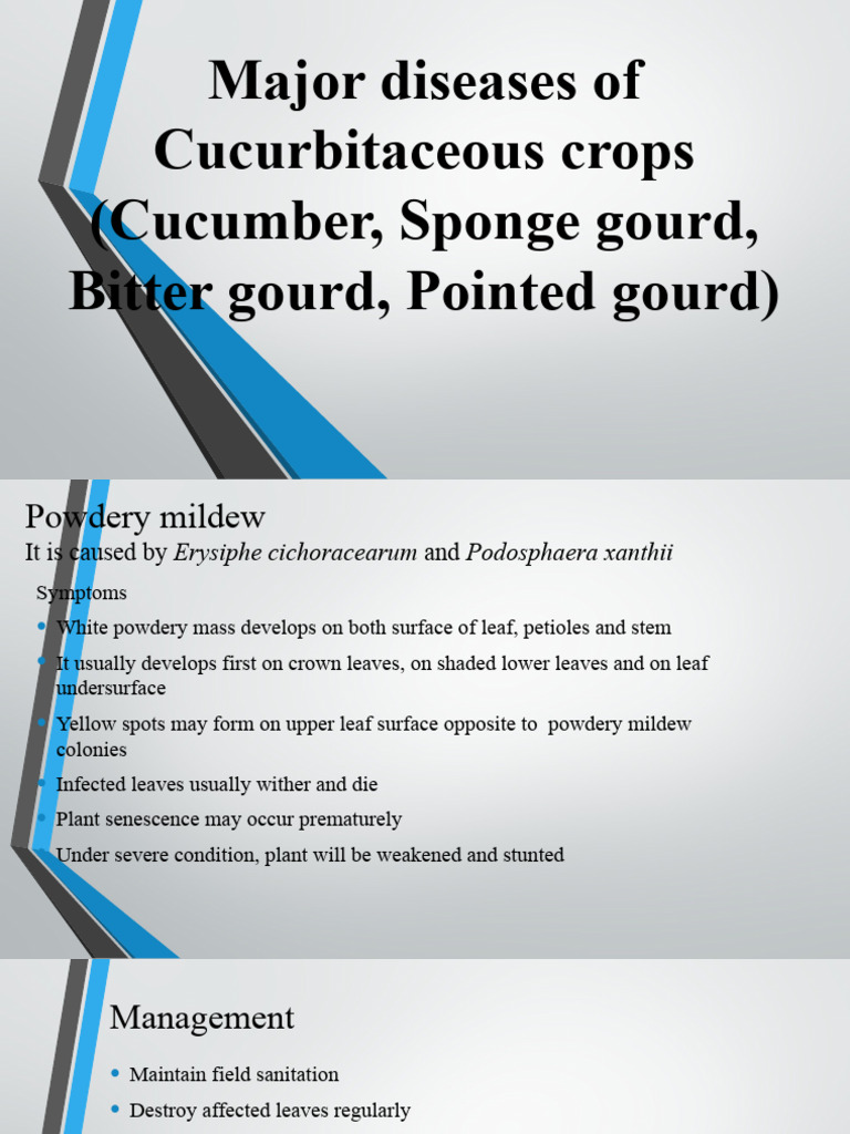 Major Diseases of Cucurbits Explained | PDF | Leaf | Organisms