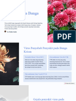 Penyakit Pada Bunga Krisan