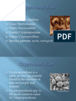 Cryptosporidium Notes PPT Curs