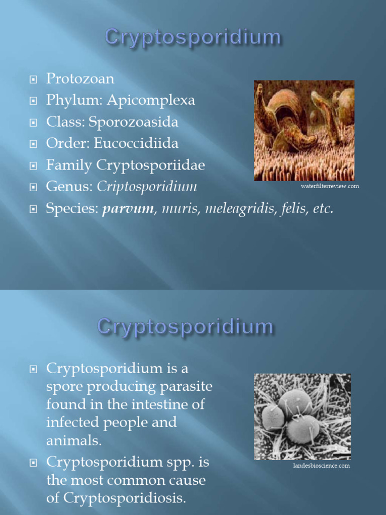 Cryptosporidium Parvum: Pathogenesis & Control | PDF | Medical Specialties  | Microbiology