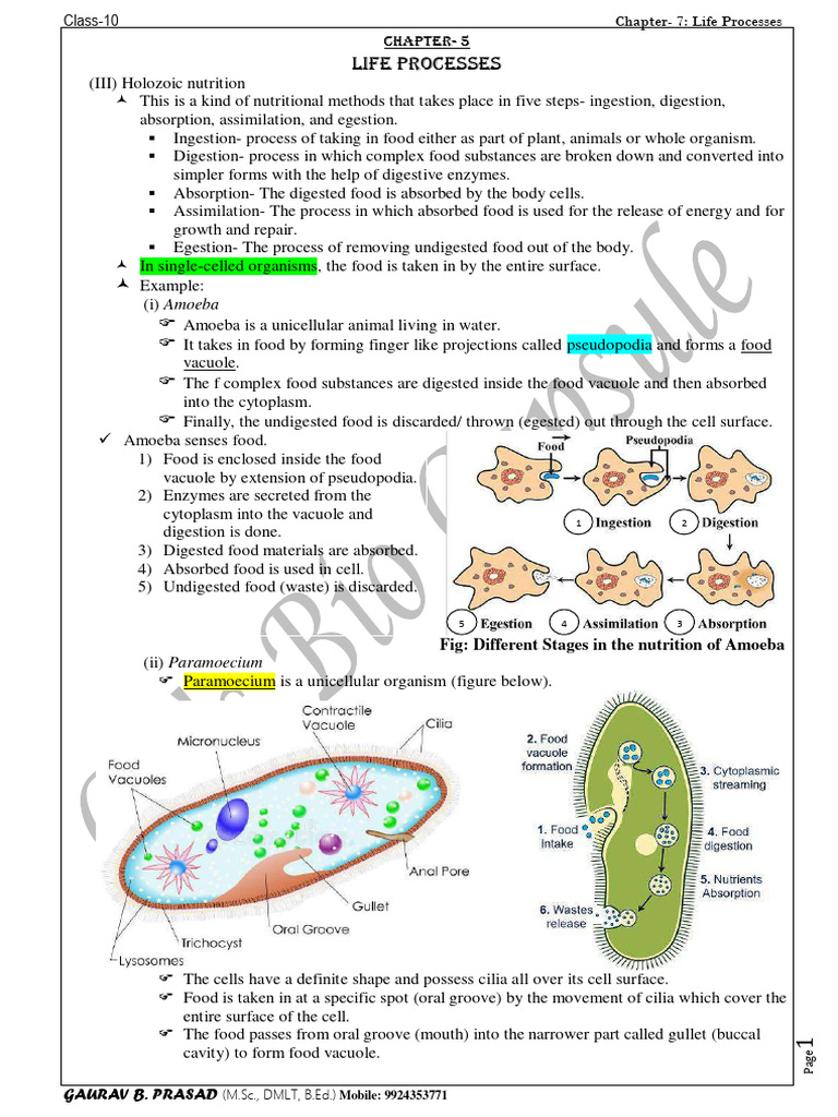 chap-05-life-processess-holozoic-nutrition-compressed-compressed-pdf