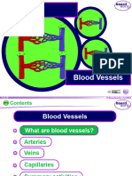 Blood Vessels Boardworks1