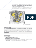 Anatomical Position: Kidney Structure