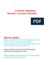 Digestive Glands Structure and Functions