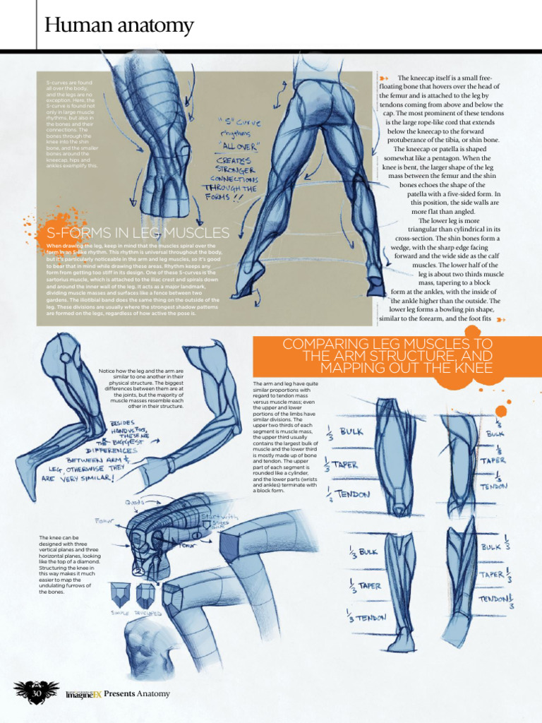 Anatomy of Leg Muscles and Structure | PDF | Shoulder | Arm