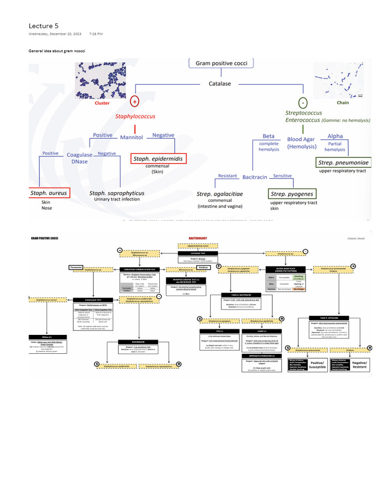Streptococcus Pyogenes Overview | PDF