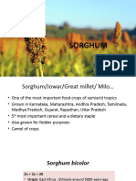 Sorghum, Bajra