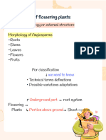 Morphology of Flowering Plants Notes