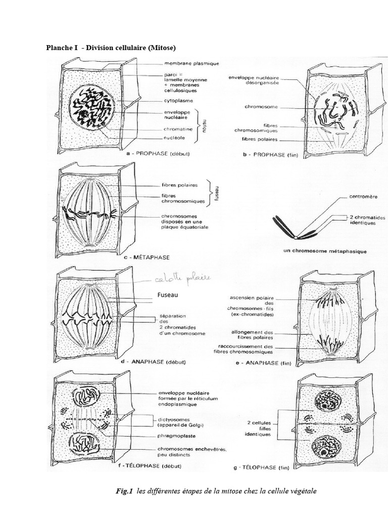 Les cellules végétales ne sont pas visibles… n'est-ce pas ? : r/biology, image size:768x1024