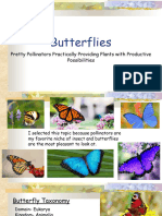 Butterflies - 9wks Ex