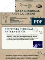 R.neuronal Ante La Lesion