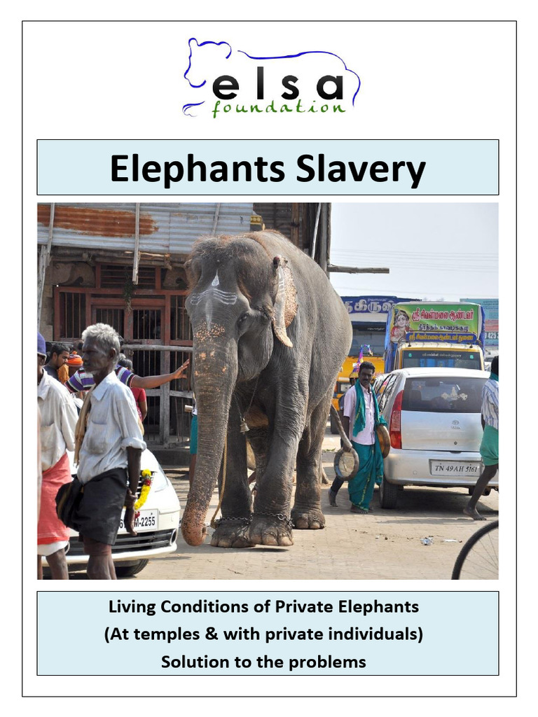 Captive Elephants Salvery-Solution To The Problems-22-Jul-23 | PDF ...