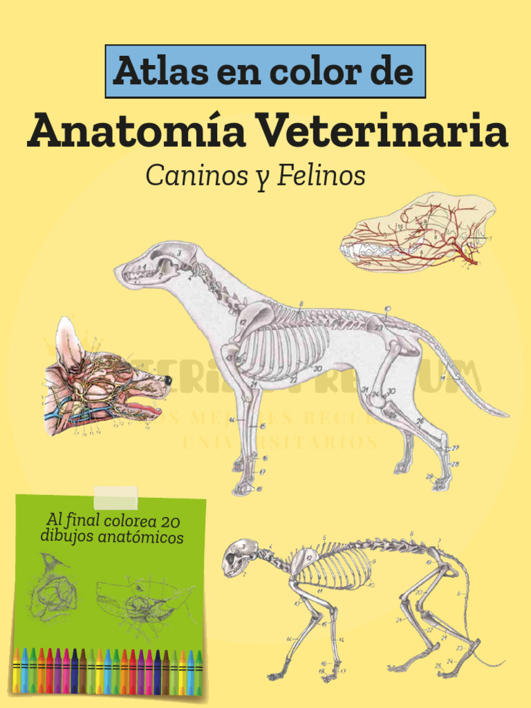 ANATOMIA ANIMAL VETERINARIA visual data 4