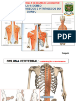 Aula 4 Músculos Do Dorso
