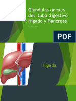 Glándulas Anexas Del Tubo Digestivo
