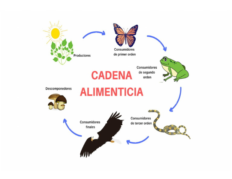 Cadena Trófica | PDF