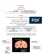 Neuroanatomía 
