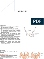Perineum Anatomy