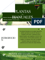 Planta Bianuales