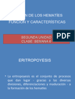 2__6._ORIGEN_DE_LOS_HEMATIES_FUNCION_Y_CARACTERISTICAS