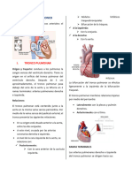 Resumen Arterias Del Tronco - Grupo 2..-1