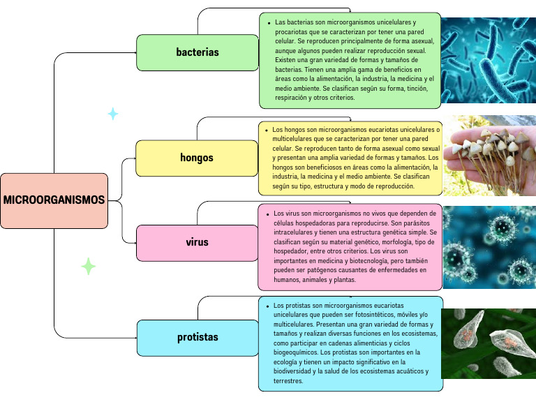Cuadro Sinoptico de Microorganismos | PDF | Microorganismo | Las bacterias