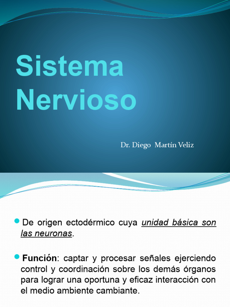 Estructura y Función del Sistema Nervioso | PDF | Sinapsis | Cerebro