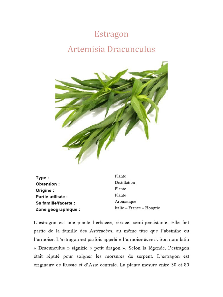 Bienfaits et usages de l'estragon PDF Parfum Herbes et épices — free download