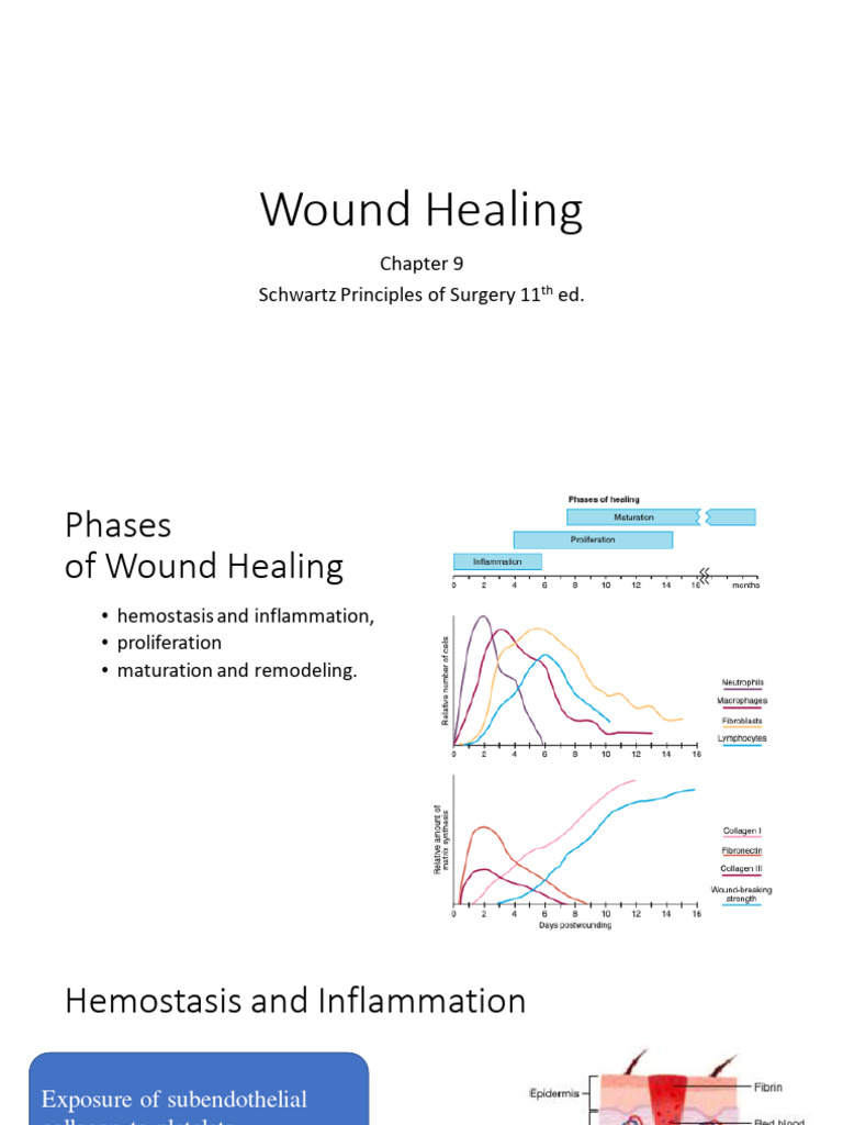 Wound Healing | Download Free PDF | Wound Healing | Extracellular Matrix