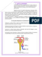 Partes de La Nefrona