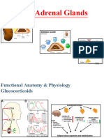 Adrenal Gland