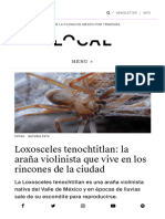 Loxosceles Tenochtitlan La Araña Violinista Que V