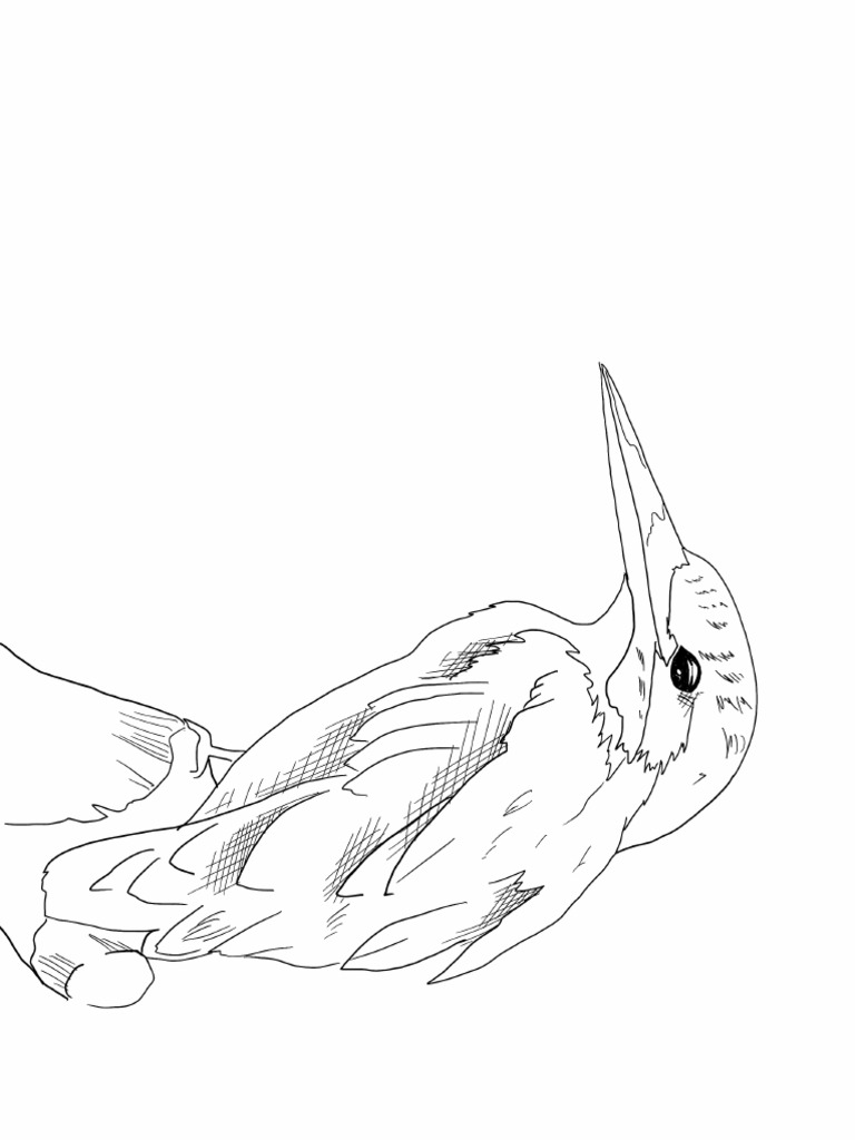 Lets make art kingfisher bird pdf