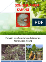 Antagonisme Antar Kapang