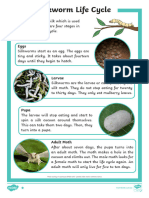 Silkworm Life Cycle Differentiated Reading Comprehension Activity