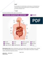 What is the Alimentary Canal NOTESS