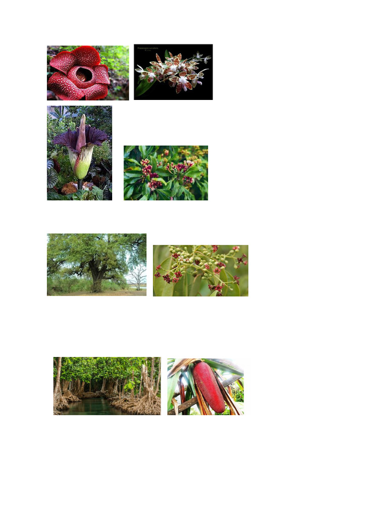 Flora | PDF