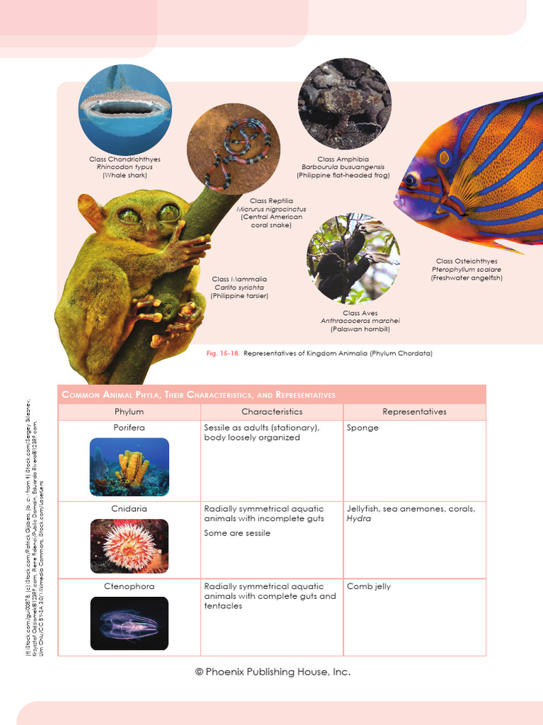 Animal Phyla and Their Characteristics | PDF | Nematode | Organisms