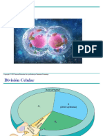 Meiosis