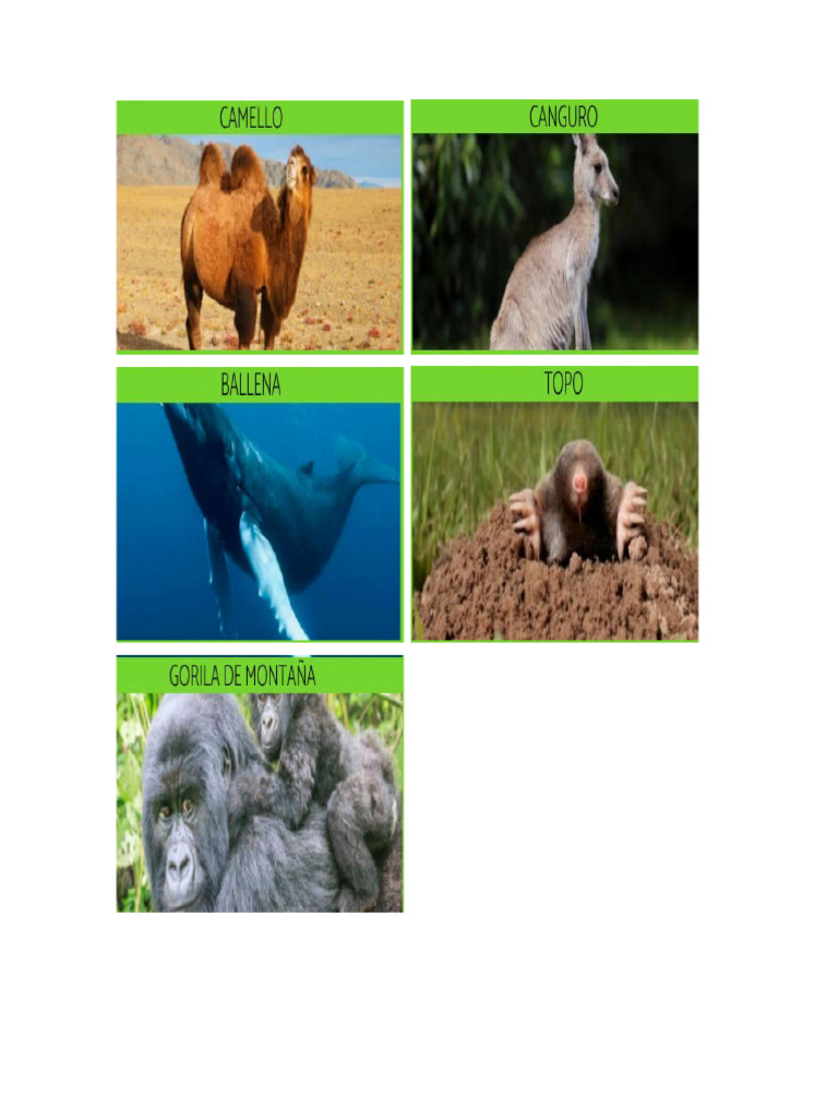 Animales Mamiferos | PDF