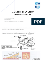 Union Neuromuscular