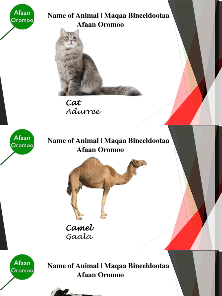 name-of-animal-in-afaan-oromoo-pdf