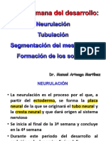 Neurulación - Tubulación
