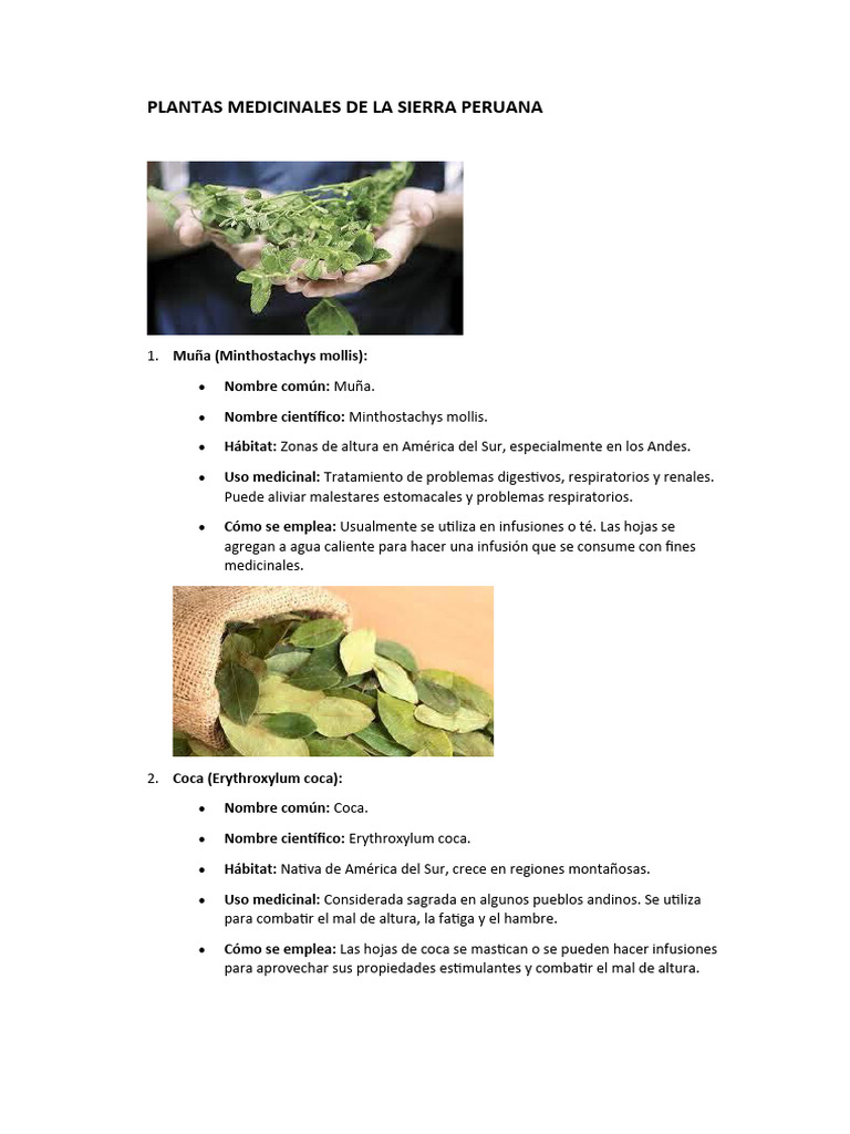 Plantas Medicinales de La Sierra Peruana | PDF | Quinua