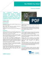 Common Wombat - Fact Sheet April 2020